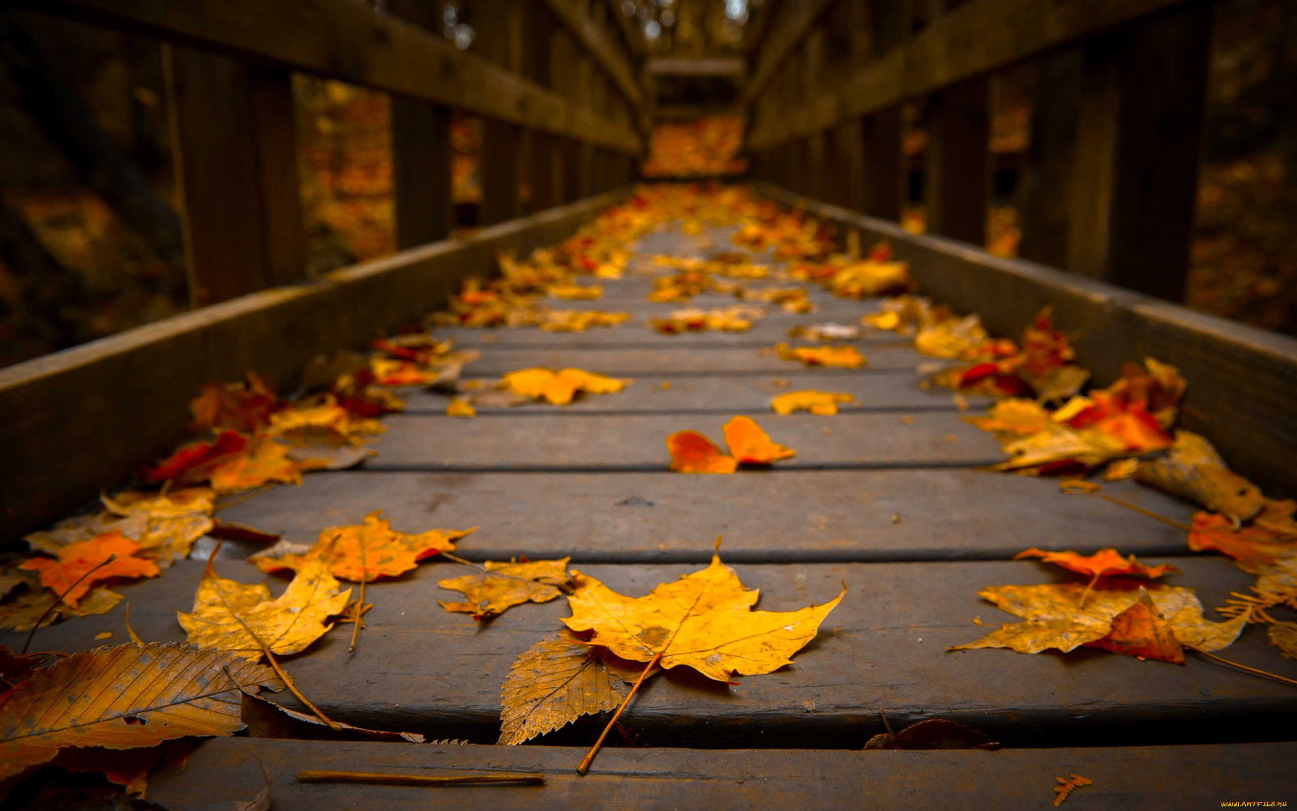 �������, ������, ����, �������, �����